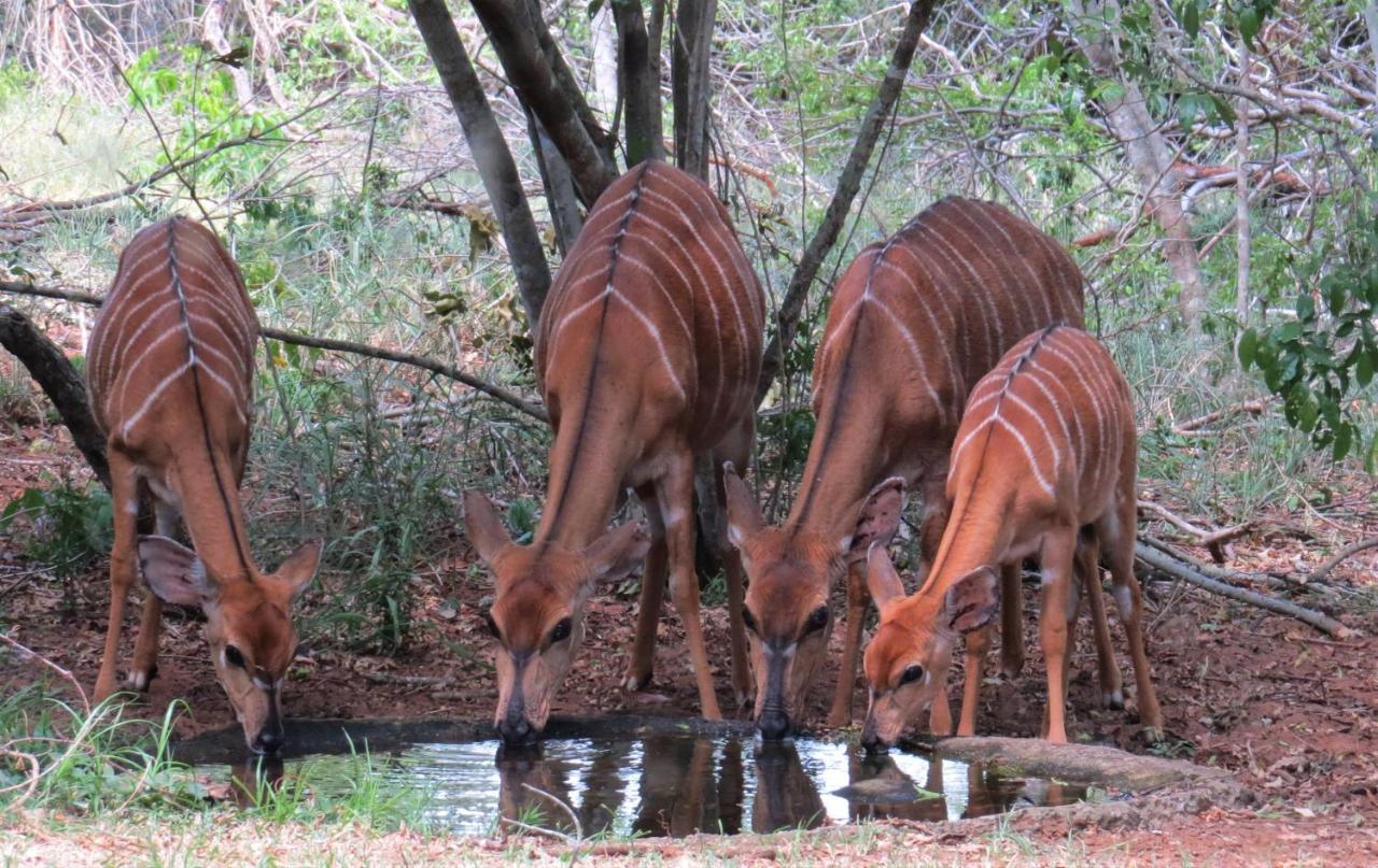 Umkhumbi Lodge Hluhluwe Esterno foto