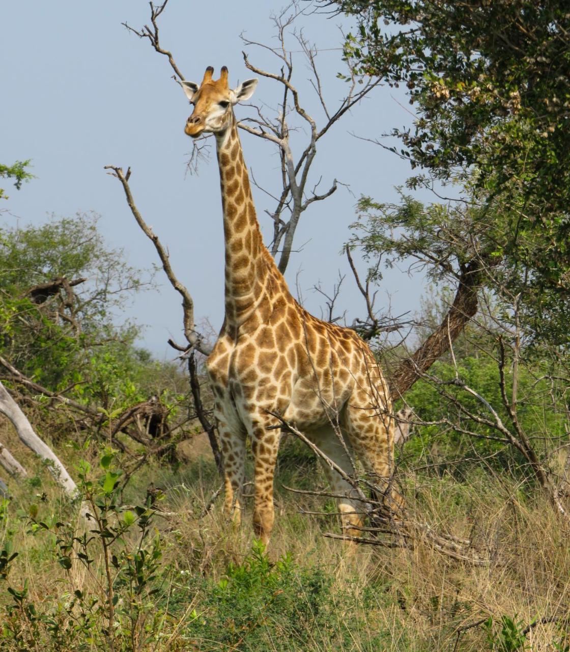 Umkhumbi Lodge Hluhluwe Esterno foto